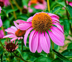 500+ Echinacea Purple Red Cone Seeds Spring Perennial Wildflower Bees Fl... - $168.75 MXN