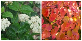 1 CHICAGO LUSTRE viburnum shrub Gardening - £31.79 GBP