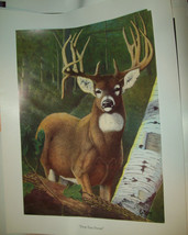 Drop Tine Dream Deer Poster Print 18 x 24 with and w/o matt Border VGC unframed - £10.44 GBP