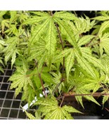Acer Palmatum Grandma Ghost Japanese Maple Live Plant 12 Inch Tall 2 Yea... - $15,279.29 MXN