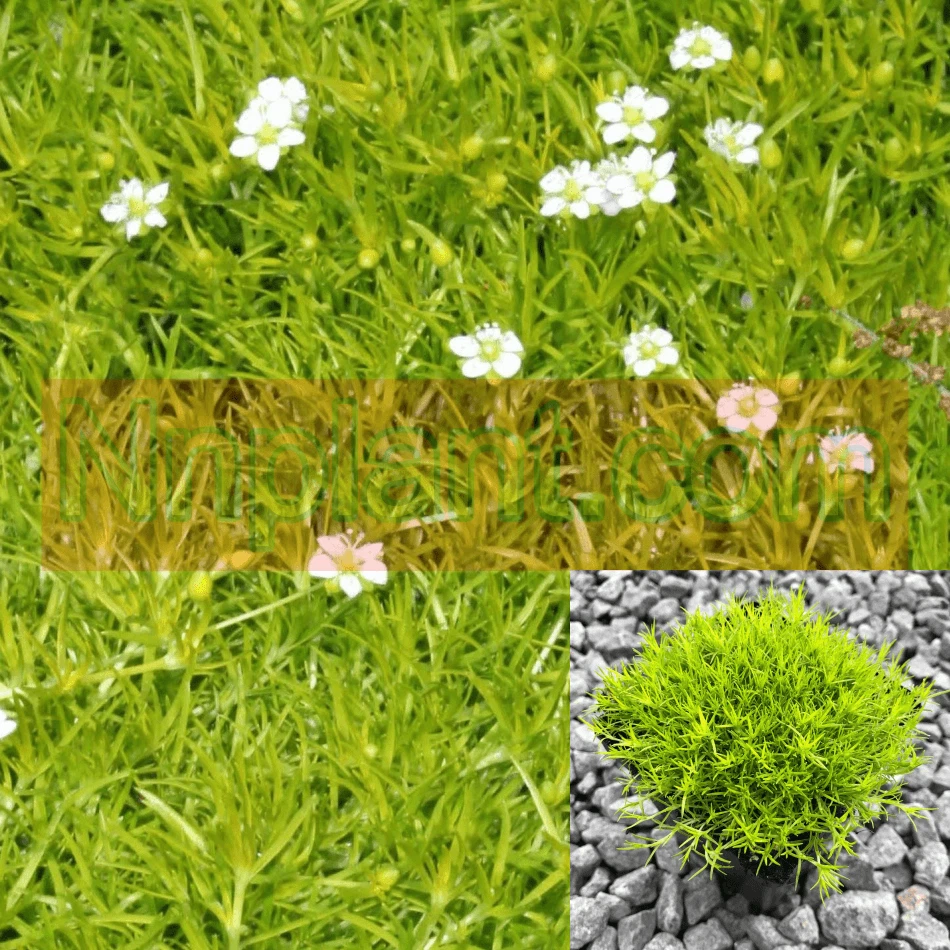 Moss Scotch Plant 6Packs Of 2Inches Pot Sagina Subulata Aurea Live plant... - $23.33