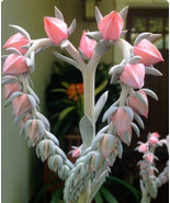 LimaJa Pink Heart Succulents Flowers Tropical Cactus Echeveria Shaviana ... - £4.78 GBP
