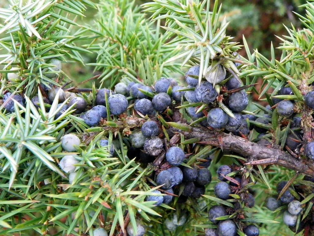 WTR 50 Common Juniper Juniperus Communis Seeds USA Seller Planting Seeds - $8.71