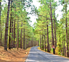 VP 40 Ponderosa Pine Tree Seeds (Pinus Ponderosa) Large Pine -  Usa - $5.69