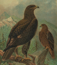 Original Antique Chromolithograph Litho Bird Imperial eagle Aquila melanaetus - £21.34 GBP