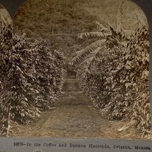 Antique 1900 Stereoview Photo Card Coffee Banana Hacienda Orizaba Mexico... - $13.48