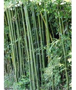 50 Cui Zhu Bamboo Seeds Privacy Climbing Garden Clumping Shade Screen - €12,94 EUR