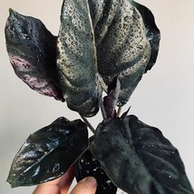 Alocasia Black Infernalis Starter Plant 2 Plants Fresh Garden - $39.00