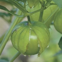 50 Seeds Tomatillo Grande Rio Verde Heirloom Seeds Sprout Quickly Garden Flouris - £6.59 GBP