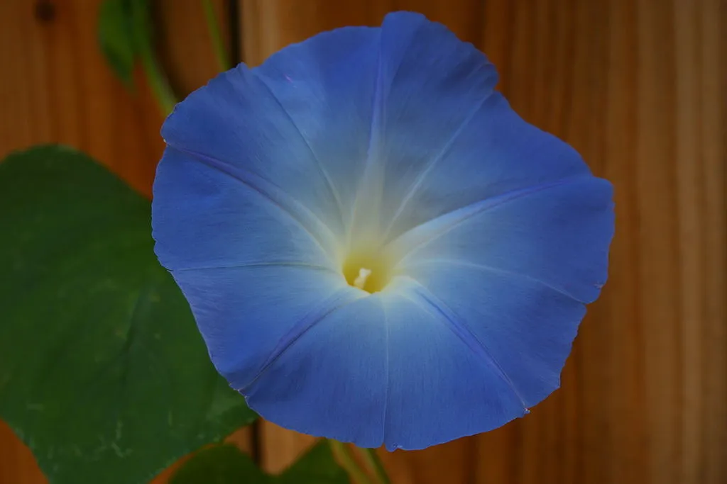 10,000 Untreated Morning Glory Seeds - $48.70
