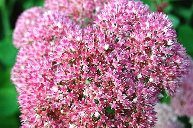 Primary image for 10 Pcs Red Pink Emperor's Wave Sedum Uprighr Flower Seeds #MNSB