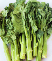 Chinese Broccoli (Gai Lan) Seeds Wan Shen Yu Choy Asian Vegetable Seed  - £4.64 GBP