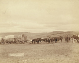 Bulls pulling a wagon train in the Black Hills of South Dakota 1890 Photo Print - £7.22 GBP+