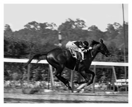 War Admiral Champion Racehorse On Track Belmont Stakes 8X10 B&amp;W Photo - £6.70 GBP