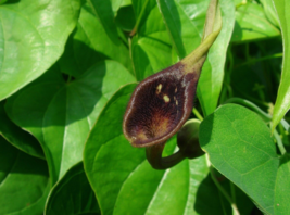 5 Pc Seeds Dutchman’s Pipe Plant, Aristolochia debilis Seeds for Planting | RK - £14.55 GBP