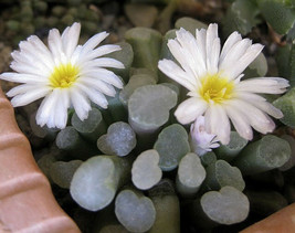 Frithia humilis, exotic white flower rare cactus mesembs cacti seed 50 SEEDS - $9.99