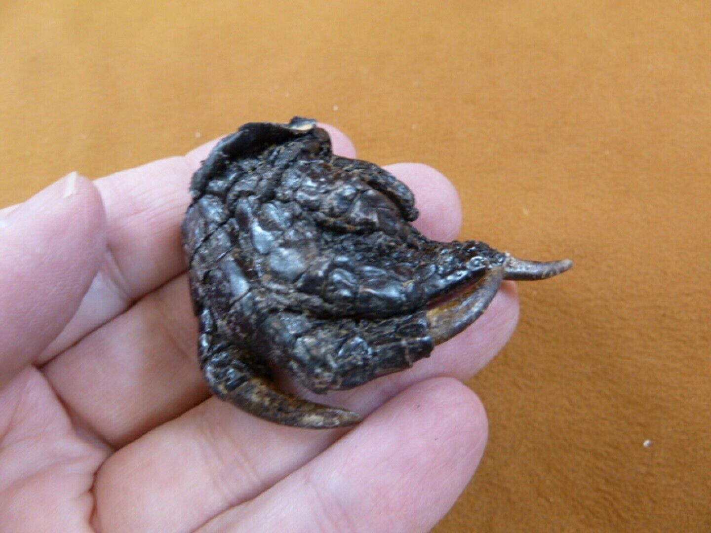 g630-245) Extra SMALL 2&quot; Gator FOOT PAW ALLIGATOR TAXIDERMY feet claw ga... - $10.39