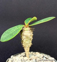 Euphorbia Neohumbertii Blue Leaf Succulent Cacti Madagascar Palm Plant Cactus 4&quot; - £15.74 GBP