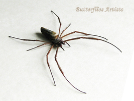 Trichonephila Clavipes Real Golden Orb Weaver Spider Framed Entomology Shadowbox - $78.99