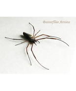 Trichonephila Clavipes Real Golden Orb Weaver Spider Framed Entomology S... - £62.94 GBP