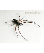 Trichonephila Clavipes Real Golden Orb Weaver Spider Framed Entomology S... - $107.29 CAD