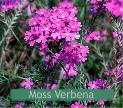 LimaJa Moss Verbena Purple 200 Seeds, LimoJaya Best SALE - £2.36 GBP