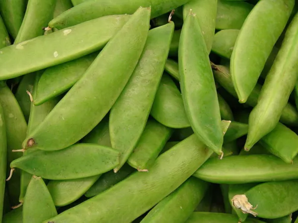 50 Mammoth Melting Sugar Pea Stringless Snow Pea Pisum Sativum Vegetable Fresh S - £13.27 GBP