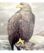 White Tailed Sea Eagle Art Print Color Plate Birds Of Prey Vintage 1979 ... - €30,14 EUR
