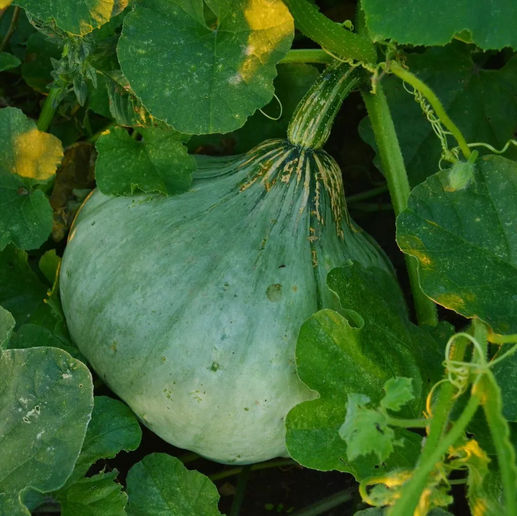 SYST 10 Seeds Sweet Meat Winter Squash Organic Seed Catalog Home Garden  - £7.42 GBP