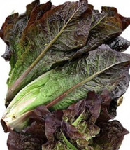 Red Romaine Lettuce Organic 500 Seeds Fresh Garden USA Shipping - $20.42