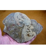 DF-365-9) 14 oz Fossil REAL DINOSAUR Bone Slice Jurassic Dino love dinos... - $1,832.26 MXN