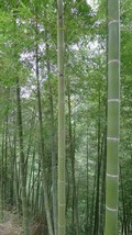Vibrant 50 Gang Zhu Bamboo Privacy Climbing Garden Clumping Shade Screen - $7.32