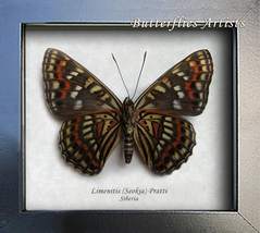 Admiral Limenitis Seokia Pratti Real Butterfly Entomology Collectible Shadowbox - £42.71 GBP