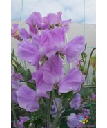 RD 50+ Karen Louise Sweet Pea Seeds for Garden Planting  - $5.15
