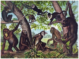 4475.Various monkeys hanging around in jungle.POSTER.decor Home Office art - £13.75 GBP+