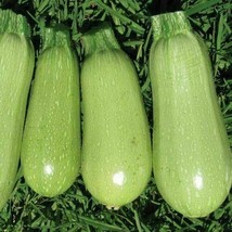30  Seeds Summer Squash | Grey Zucchini Seeds | Organic NON - GMO | 2024 Season - £3.14 GBP