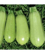 30  Seeds Summer Squash | Grey Zucchini Seeds | Organic NON - GMO | 2024... - £3.13 GBP