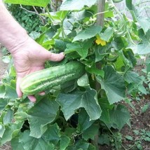 SR12Store 25 Cucumber Bush Seeds Space Master Fresh Harvest Gardens US Product - £6.43 GBP