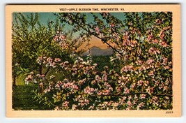 Apple Blossom Tree Time In Winchester Virginia Postcard Linen Vintage VA Unused - $8.08