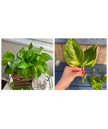 New Golden Pothos indoor plant -house plant clippings - cuttings for propagation