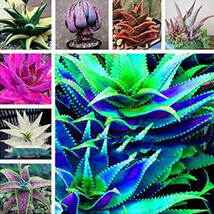 Mixed Aloe 100PCS – Healthy Growth – Flower Seeds High Germation - $2.21