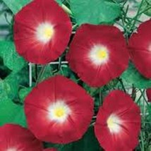 25 Seeds Scarlet O&#39; Hara Morning Glory Grow Fast Plant Heirloom Seeds Today - £6.58 GBP