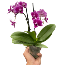 Orchid 'Purple Spotted Phalaenopsis'-3" Pot / Double Spike - $129.99
