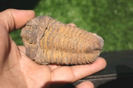 Nice Calymene Flexicalymene Trilobite Fossil from Ordovician Period  Mor... - €21,19 EUR