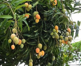 Mango (Mangifera) live Tropical Fruit Tree 12”-24” - £39.96 GBP