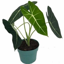 Fresh Green Velvet African Mask Plant Alocasia Frydek Houseplant 6 inch ... - $64.06