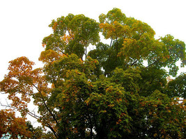 VT 15 Seeds Maple Tall Shade Tree Groco Fast Ship - $9.39