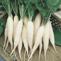 SGHOST 250 White Icicle Radish Seeds Non Gmo  USA Seller - £6.59 GBP