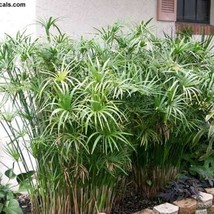 50 Umbrella Plant Cyperus Alternifolius Papyrus Grass Umbrella Palm Flow... - $138.87 MXN