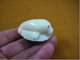 (tne-man-203-a) baby Manatee sea cow TAGUA NUT figurine carving I love manatees - £20.16 GBP
